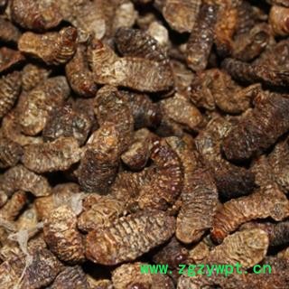 安祁名药精品蛴螬图2