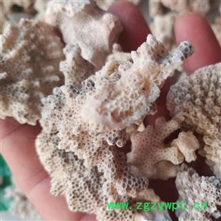 安祁名药珊瑚  白珊瑚 另有红珊瑚图2