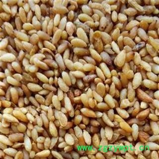 柏子仁 统货 产地 山东省 华美中药 产地直销 重在品质图2