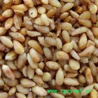 柏子仁 统货 产地 山东省 华美中药 产地直销 重在品质图4