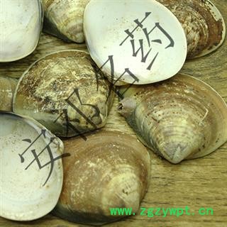 安祁名药蛤壳个子  粉  海蛤壳 文蛤 海蛤 正品 产地 江苏图2