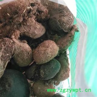 安祁名药马宝   马结石图2