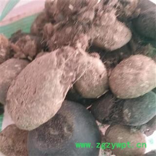 安祁名药马宝   马结石图3