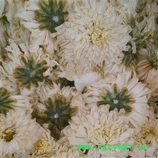 菊花 黄山贡菊花 产地 安徽省图3