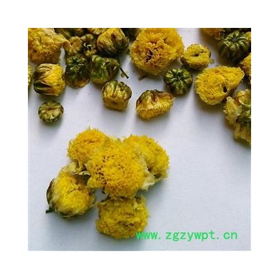 菊花 洋甘菊精品出口级 产地 安徽省