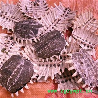 鳖甲 精品 产地 四川省成都市双流县图2