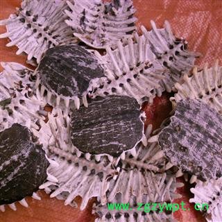 鳖甲 精品 产地 四川省成都市双流县图4