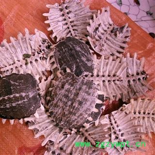 鳖甲 精品 产地 四川省成都市双流县图3