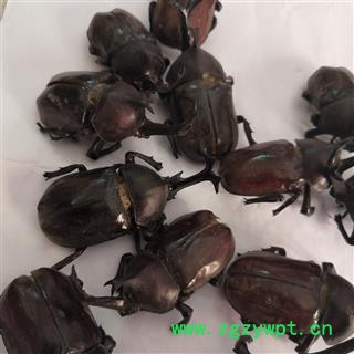 安祁名药中药材蜣螂 独角蜣螂  独角仙图3