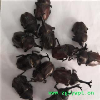 安祁名药中药材蜣螂 独角蜣螂  独角仙图2