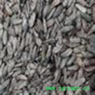 牵牛子 牛子 牛蒡子 正品牛子 大力子 产地 甘肃省图2