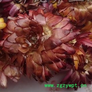 小丽百草行七彩菊 新货颜色好图2