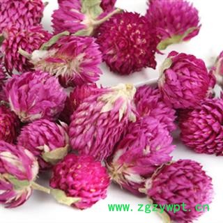 千日红 千日红茶用货 产地 云南省 千日红别名火球花百日红图2