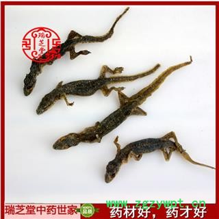 壁虎统货 广西壁虎 药典正品 中药材 瑞芝堂产地直供1000克 规格齐全 一站购齐图4