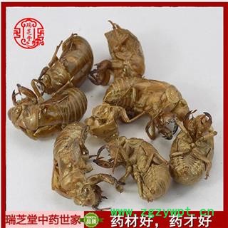 蝉蜕净货 蝉蜕批发瑞芝堂中药行产地直销规格齐全 一站购齐图2
