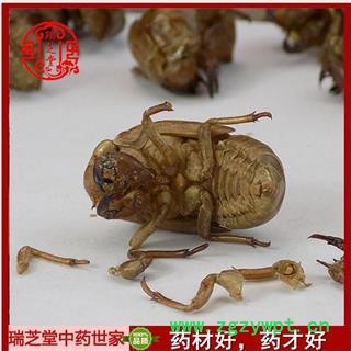 蝉蜕净货 蝉蜕批发瑞芝堂中药行产地直销规格齐全 一站购齐图4