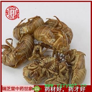 蝉蜕净货 蝉蜕批发瑞芝堂中药行产地直销规格齐全 一站购齐图3