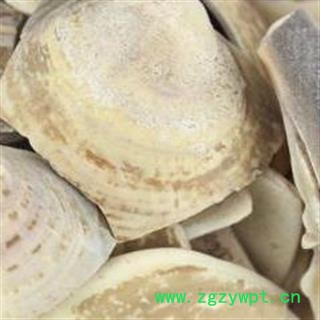 中药材蛤壳 统 产地 河北省  矿石品种安国市场批发零售大全图2