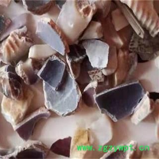 紫贝齿 统 产地 广东省图2