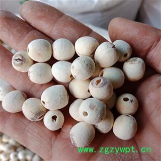 丽丽药业 白莲子 去芯白莲子精品选货 中药材批发 保证实图拍照7天无理由退货退款图2
