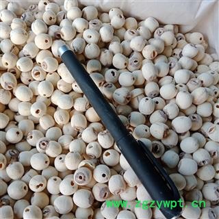 丽丽药业 白莲子 去芯白莲子精品选货 中药材批发 保证实图拍照7天无理由退货退款图3