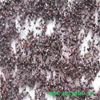 诺源药材行优质蚂蚁 红蚂蚁 黑蚂蚁图2