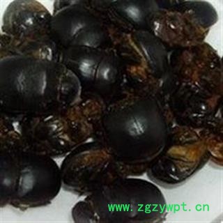 诺源药材行清水大将军 蜣螂虫 屎壳郎  优质清水图3