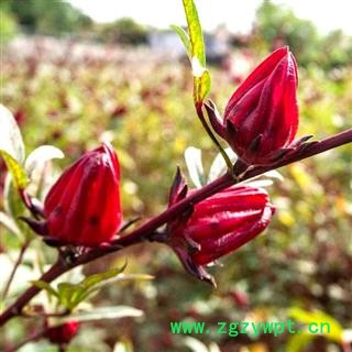 洛神花 秦岭野生优质新货玫瑰茄山民自采 日晒无硫500g【打折已结束】图2