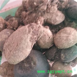 诺源药材行山羊草结 牛羊草结  羊胲子 西西格图2