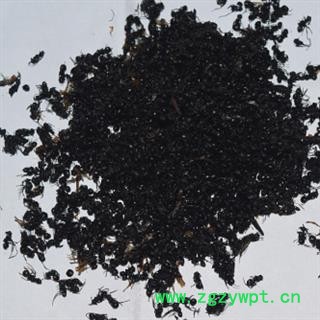 安祁名药 优质黑蚂蚁图2