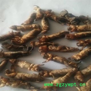 安祁名药正品清水选货蝼蛄  蝲蝲蛄图2