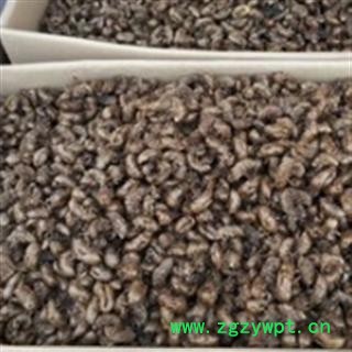 安祁名药优质蝉蜕 清水蝉蜕图2