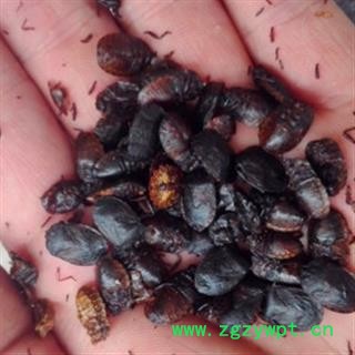 安祁名药九香虫 统 产地 贵州省图2