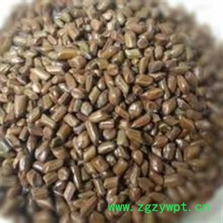 决明子@【华美中药】中药材批发供应【决明子】图4