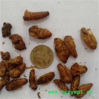 安祁名药中药材蚕蛾 雄蚕蛾图2