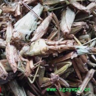 安祁名药正品螳螂 桑螵蛸图2