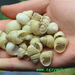 安祁名药螺狮壳 田螺壳图2