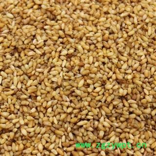 柏子仁 柏子仁精选货 产地 山东省 华美中药 产地直销 重在品质图3