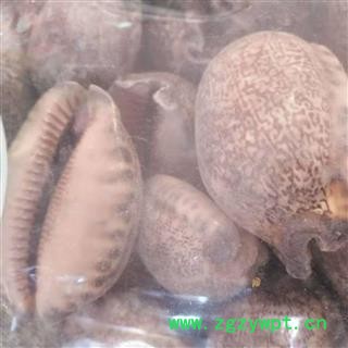 安祁名药优质贝齿 紫贝齿i图3