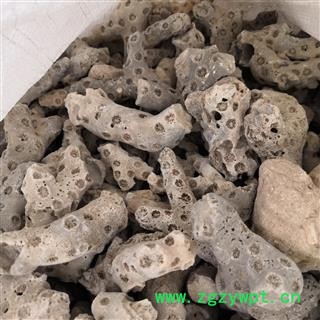 安祁名药中药材珊瑚 白珊瑚 灰珊瑚图2