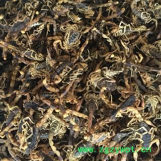 安祁名药全蝎 清水 产地 山西省图2