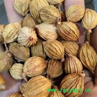 香砂 香砂 产地直销新货香砂，货干净足干，实物拍摄 产地 广西壮族自治区图3