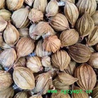 香砂 香砂 产地直销新货香砂，货干净足干，实物拍摄 产地 广西壮族自治区图2