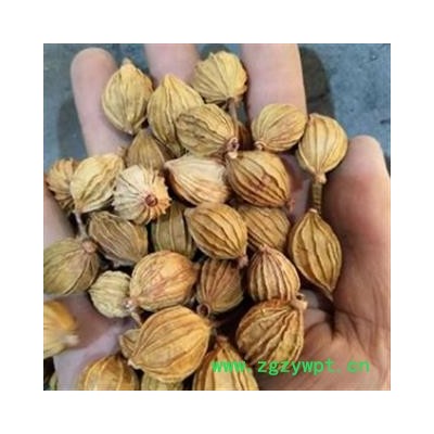 香砂 香砂 产地直销新货香砂，货干净足干，实物拍摄 产地 广西壮族自治区