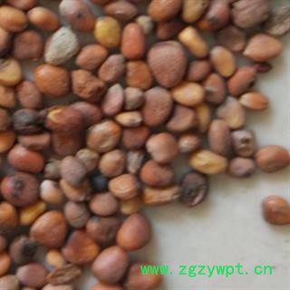 莱菔子 炒莱菔子  产地 山东省图2