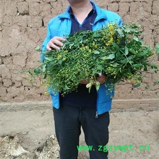 【买2送1 现采】千里光  秦岭野生 500g可配忍冬藤 艾叶 另有干货图4