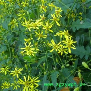 【买2送1 现采】千里光  秦岭野生 500g可配忍冬藤 艾叶 另有干货图3