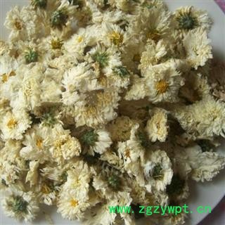 小丽百草行太阳菊 太阳花 朵白无杂 产地直销图2