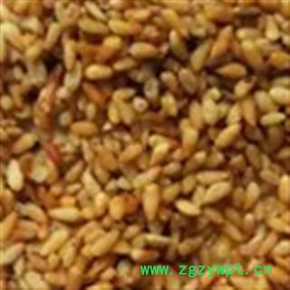 柏子仁 精选柏子仁 净货 无杂质 产地 山东省图3