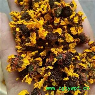 小丽百草行雪菊 昆仑雪菊   雪菊图3